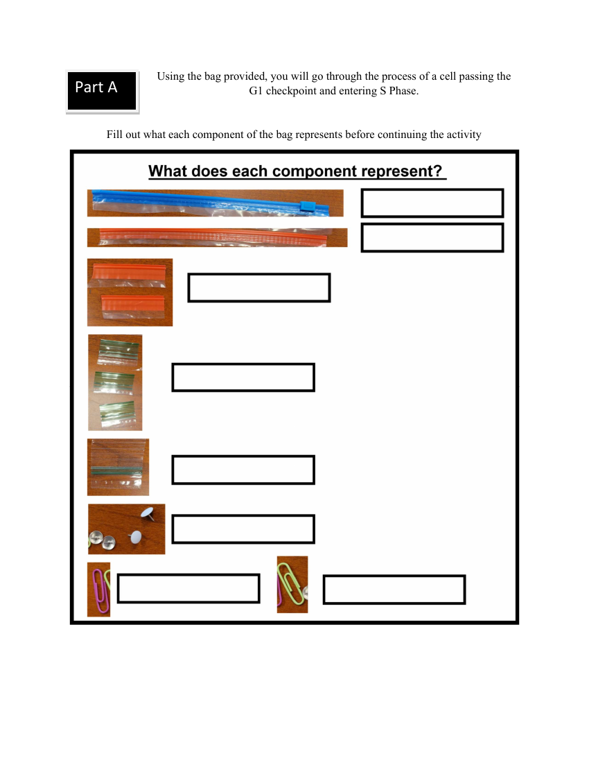 DNA replication part A thumbnail