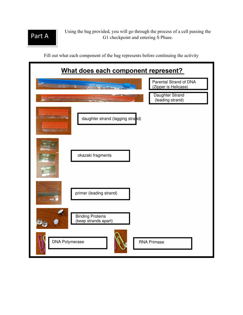 DNA replication part A key thumbnail