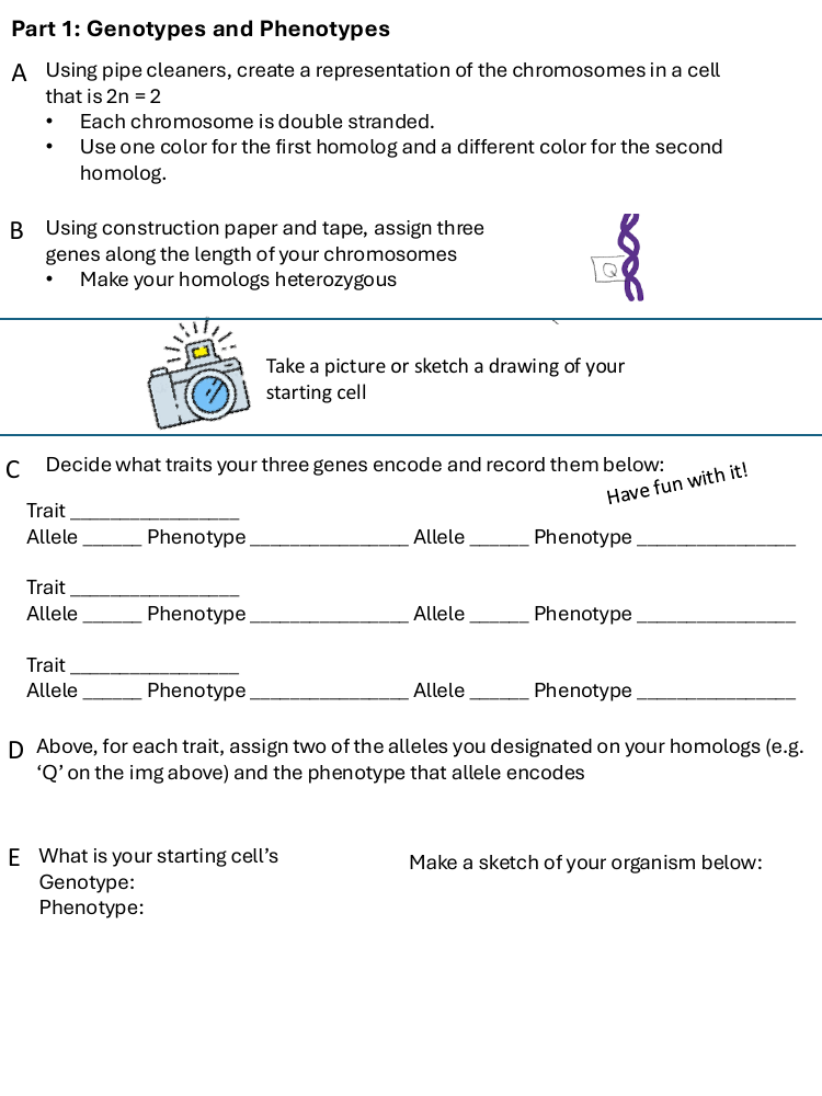 Mitosis and meiosis activity preview