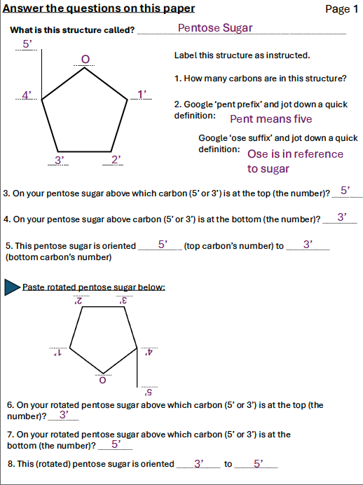 Nucleotide student answer sheet thumbnail