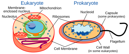 Labeled eukaryotic and prokaryotic cells