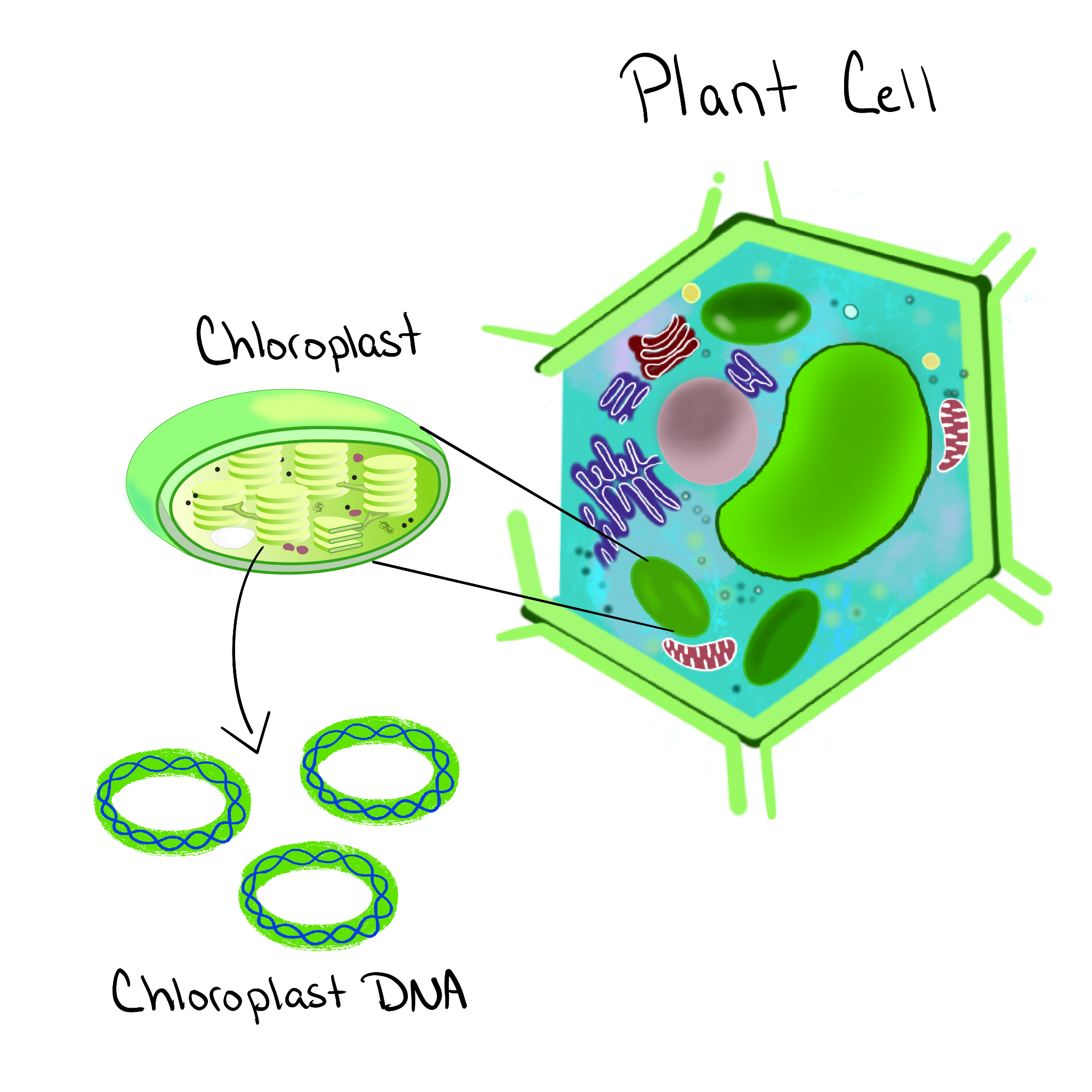 Chloroplast diagram