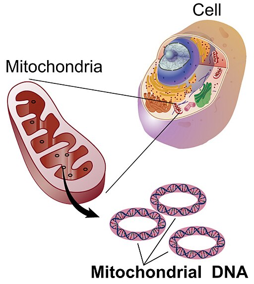 Mitochondrion diagram