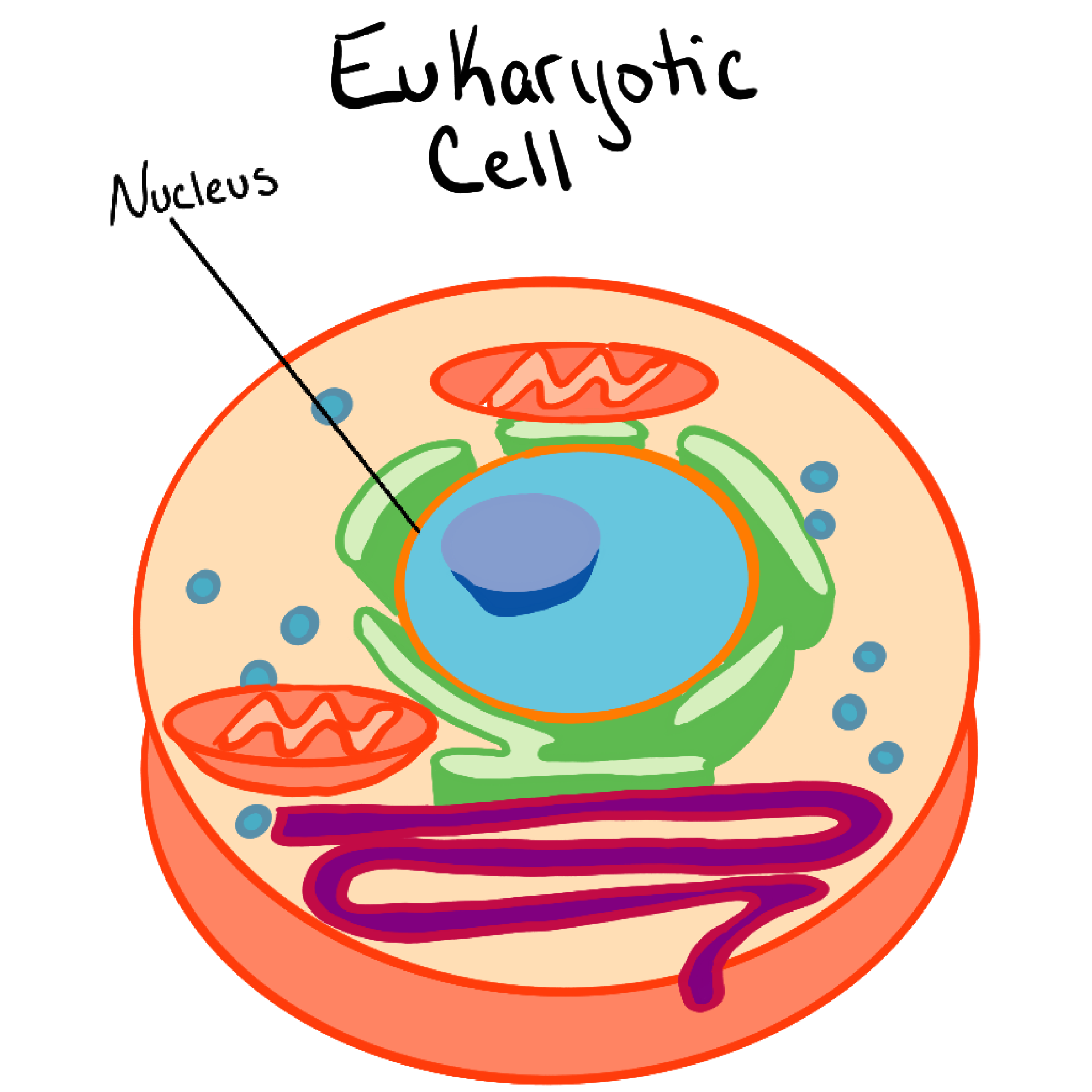 Labeled nucleus diagram