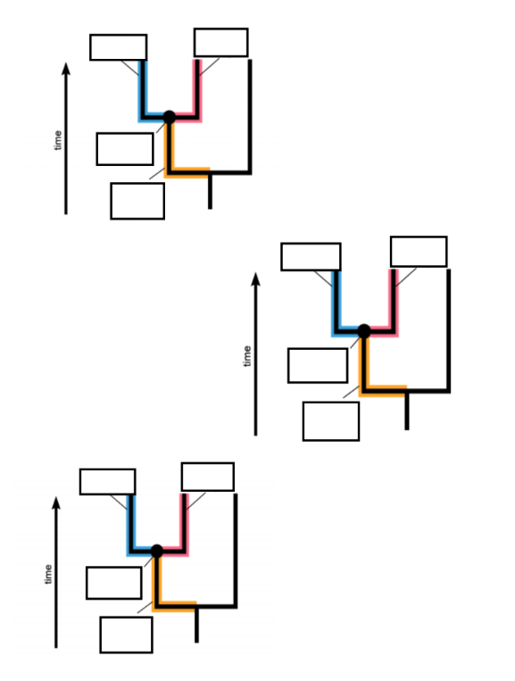 Bird Phylogeny