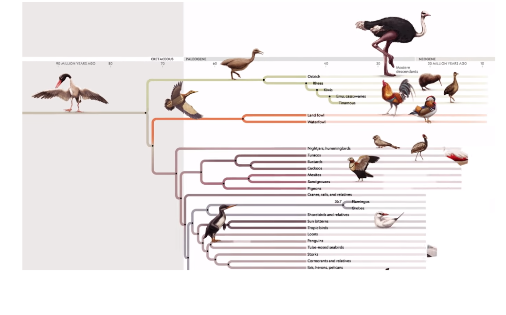 Bird Phylogeny