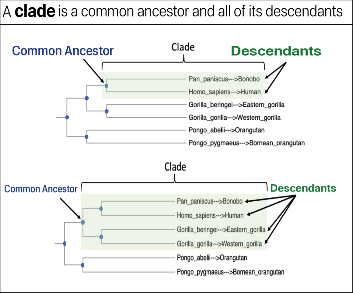 A clade is a common ancestor and all of its descendants