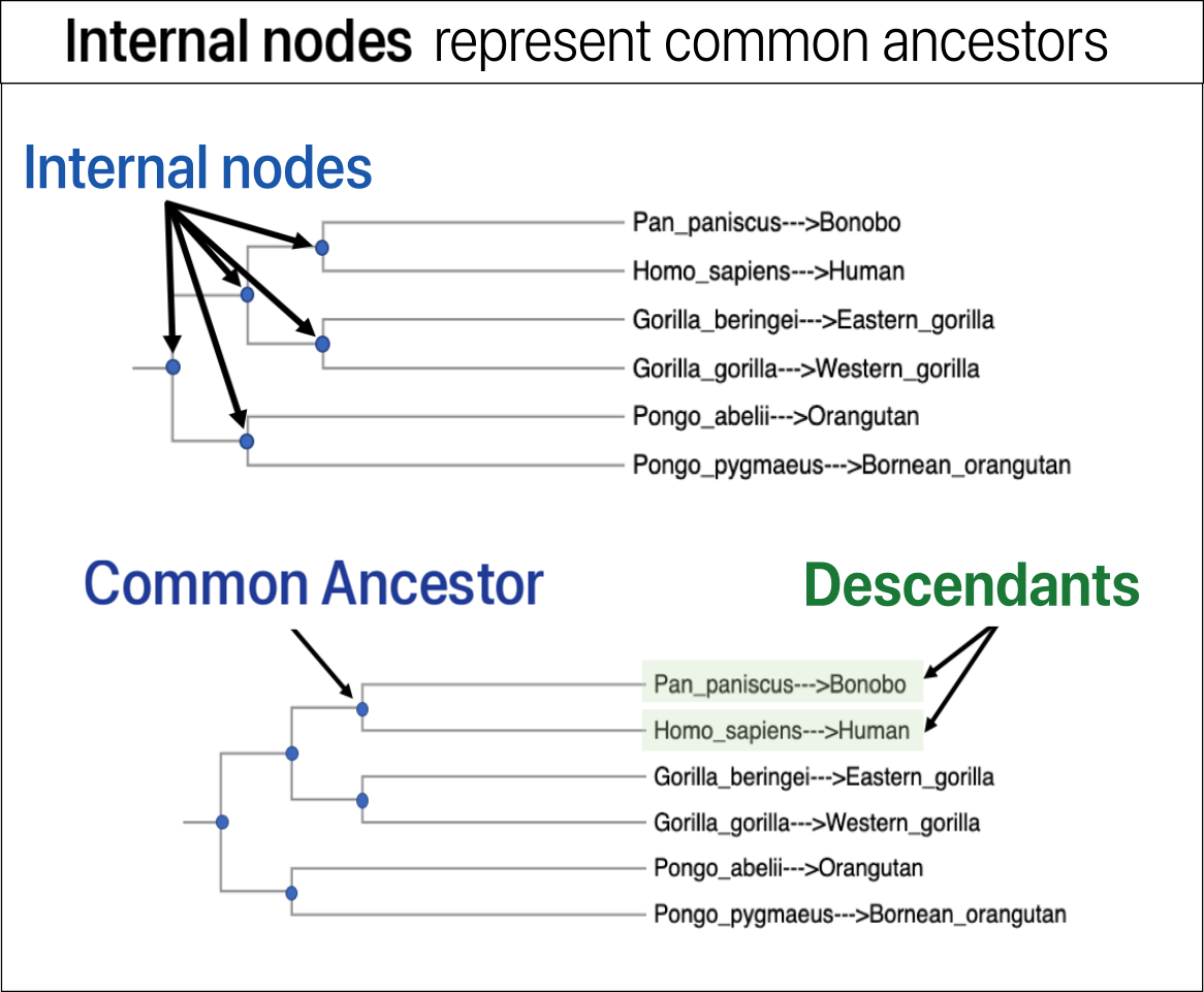 Nodes represent common ancestors