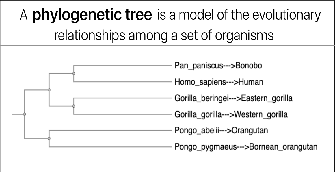 A phylogenetic tree is a model of the evolutionary relationships among a set of organisms